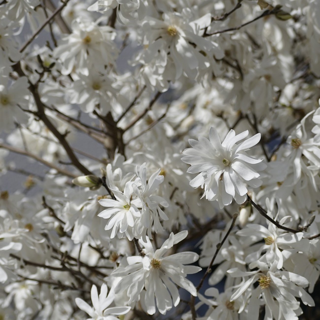 Obrázok Magnólia hviezdicokvetá (Magnolia stellata) ´ROYAL STAR´ - výška 50-70 cm, kont. C3L